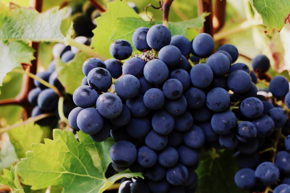 Domaine Viticole Distre