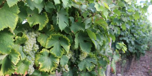 Top départ pour les vendanges !
