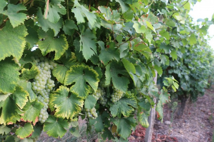 Top départ pour les vendanges ! Top départ pour les vendanges !