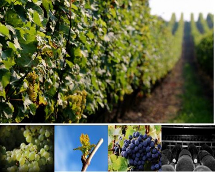 The lounges of the Domaine des Hautes Vignes The lounges of the Domaine des Hautes Vignes